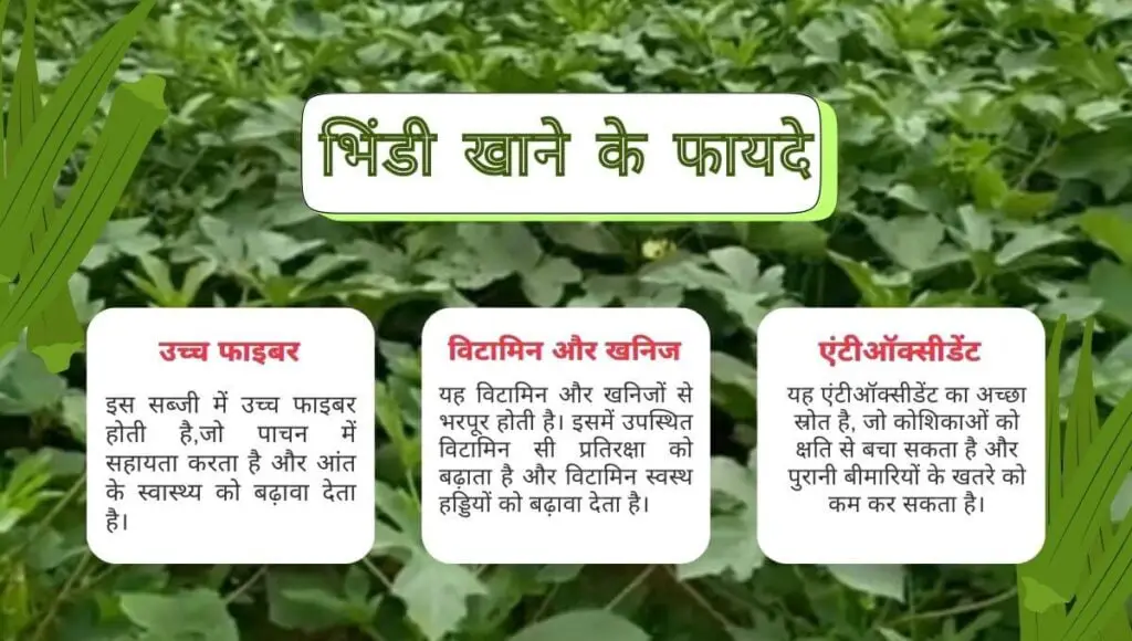 Ladyfinger Farming | फरवरी मार्च में भिंडी की खेती 2 लाख बड़े आराम से कमाएँ ! 2 Ladyfinger Farming