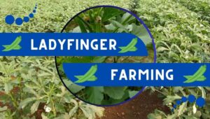 Read more about the article Ladyfinger Farming | फरवरी मार्च में भिंडी की खेती 2 लाख बड़े आराम से कमाएँ !