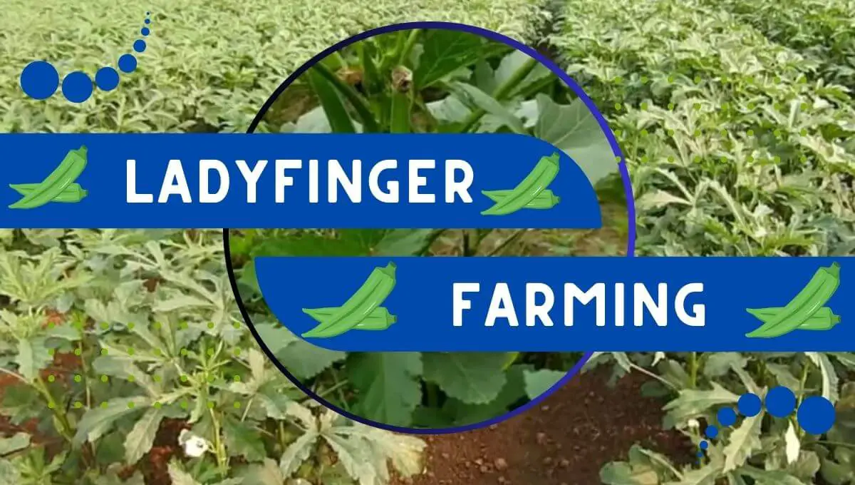 Read more about the article Ladyfinger Farming | फरवरी मार्च में भिंडी की खेती 2 लाख बड़े आराम से कमाएँ !