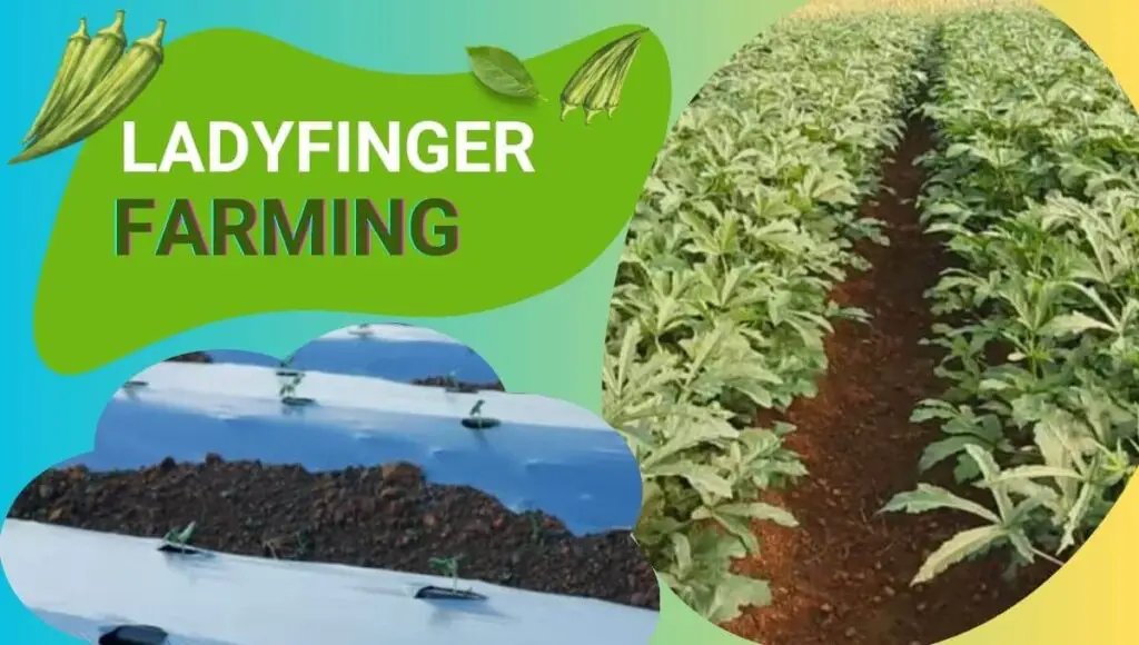 Ladyfinger Farming | फरवरी मार्च में भिंडी की खेती 2 लाख बड़े आराम से कमाएँ ! 3 Ladyfinger Farming