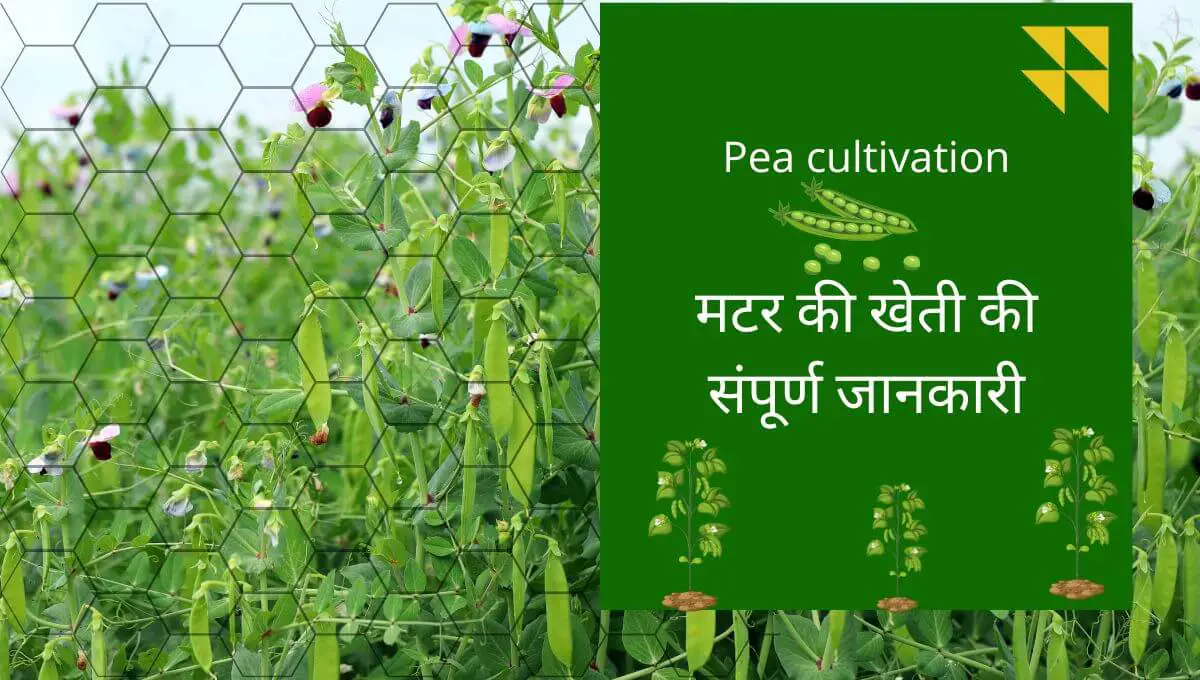 Read more about the article Matar ki kheti | Pea cultivation | मटर की खेती की संपूर्ण जानकारी |