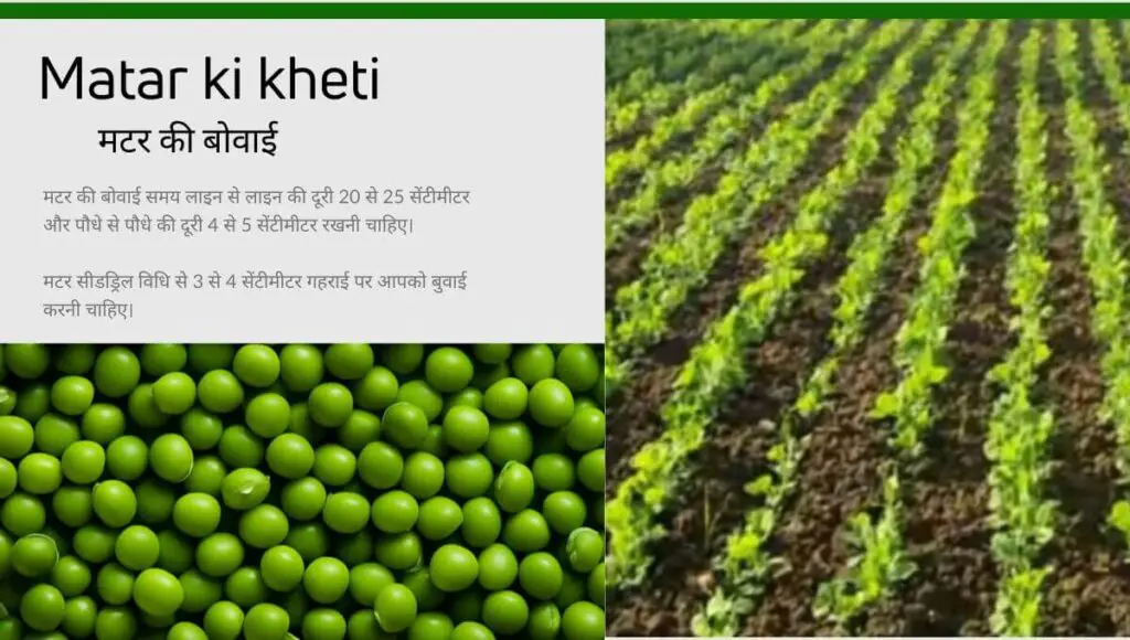 Matar ki kheti | Pea cultivation | मटर की खेती की संपूर्ण जानकारी | 2 Pea cultivation
