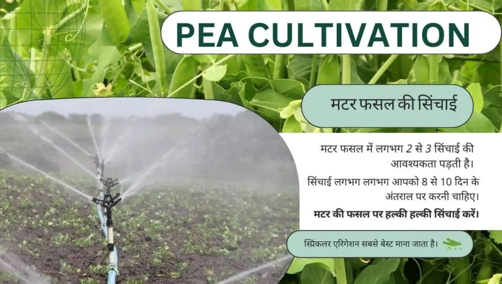 Matar ki kheti | Pea cultivation | मटर की खेती की संपूर्ण जानकारी | 4 Pea cultivation