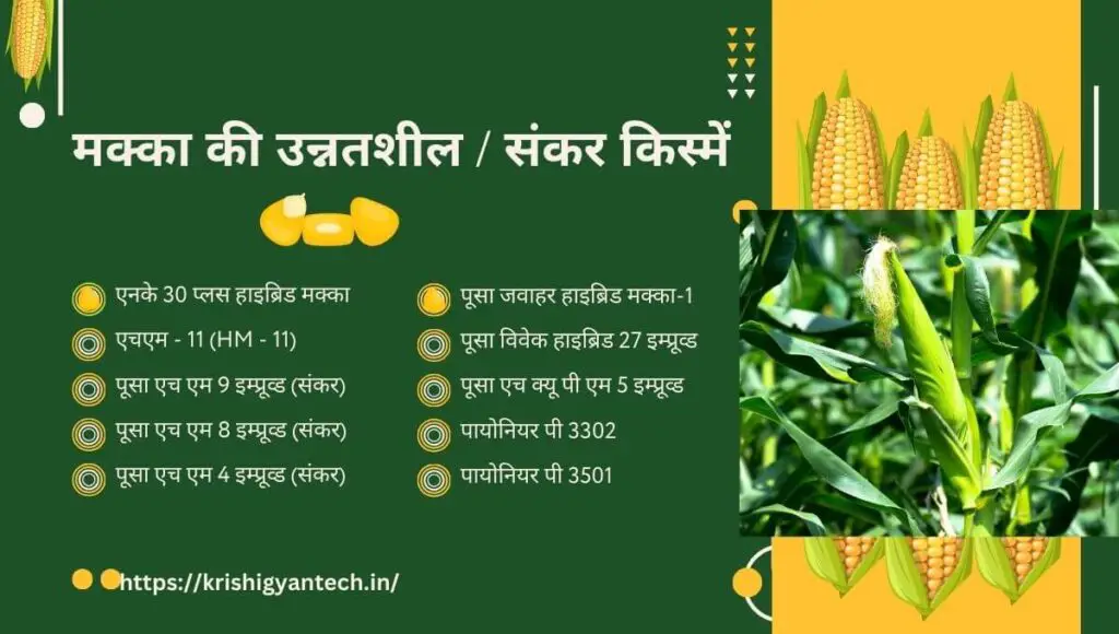 Summer Maize Cultivation in Hindi | गर्मी में मक्के की खेती कैसे करें! 2 Summer Maize Cultivation