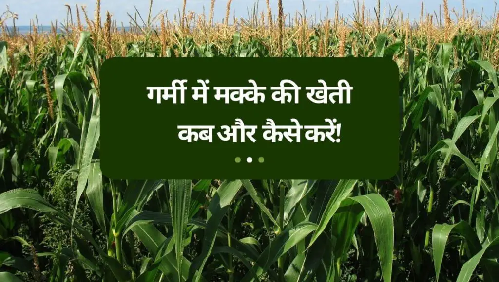 Summer Maize Cultivation in Hindi | गर्मी में मक्के की खेती कैसे करें! 1 Summer Maize Cultivation