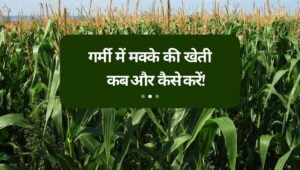 Read more about the article Summer Maize Cultivation in Hindi | गर्मी में मक्के की खेती कैसे करें!
