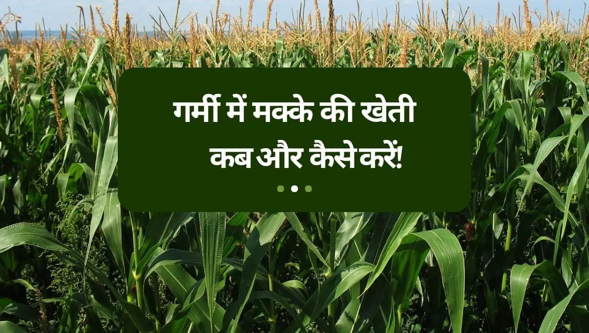 Read more about the article Summer Maize Cultivation in Hindi | गर्मी में मक्के की खेती कैसे करें!