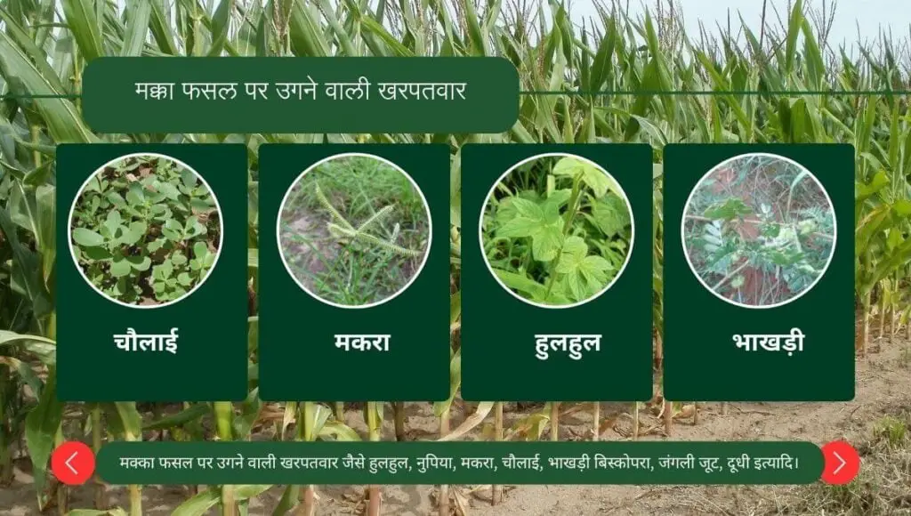 Summer Maize Cultivation in Hindi | गर्मी में मक्के की खेती कैसे करें! 3 Summer Maize Cultivation
