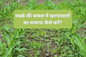 Read more about the article When to Apply Herbicides on Maize Crop in Hindi । मक्के की फसल में खरपतवारों का सफाया कैसे करें ।