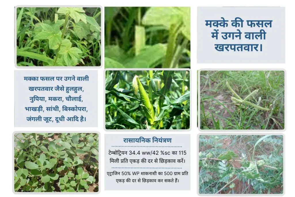 When to Apply Herbicides on Maize Crop in Hindi । मक्के की फसल में खरपतवारों का सफाया कैसे करें । 2 When to Apply Herbicides on Maize Crop