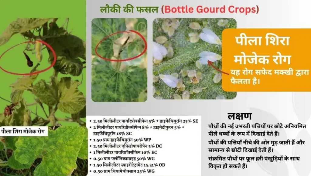 Bottle Gourd Farming in Hindi | गर्मियों में लौकी की खेती | Lauki ki Top 5 Variety| 6 bottle gourd farming