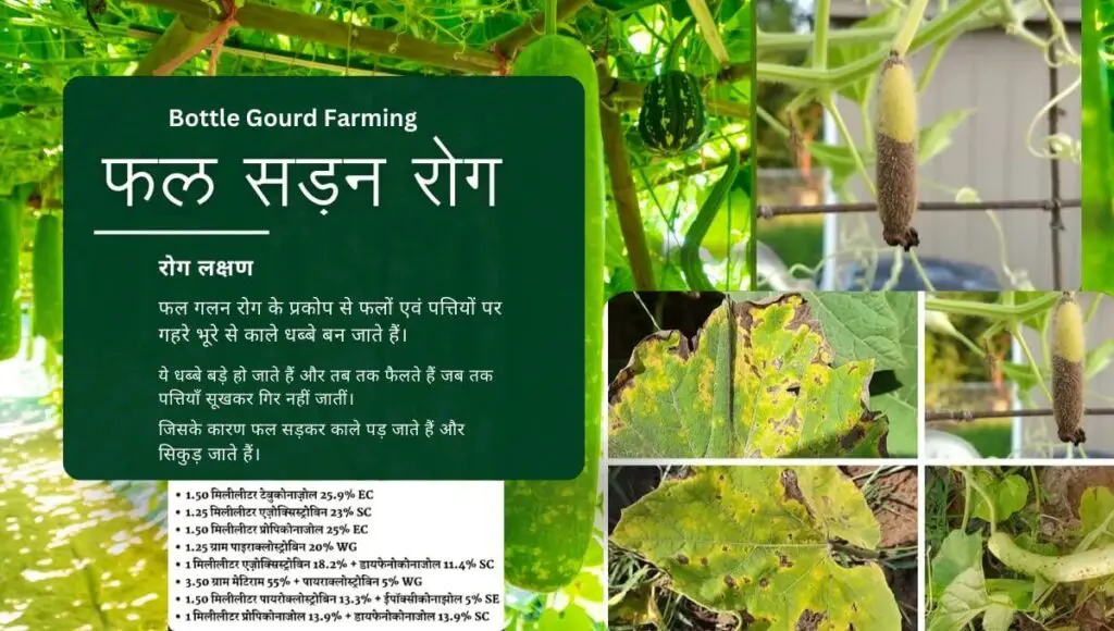 Bottle Gourd Farming in Hindi | गर्मियों में लौकी की खेती | Lauki ki Top 5 Variety| 7 bottle gourd farming