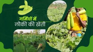 Read more about the article Bottle Gourd Farming in Hindi | गर्मियों में लौकी की खेती | Lauki ki Top 5 Variety|