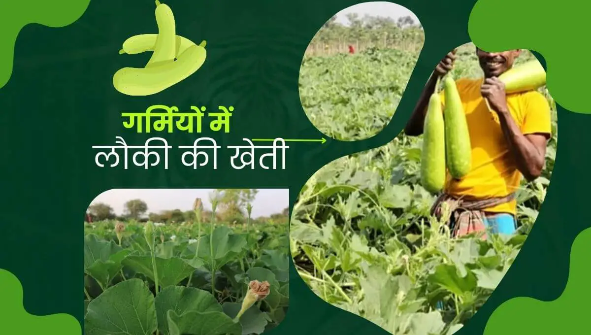 Read more about the article Bottle Gourd Farming in Hindi | गर्मियों में लौकी की खेती | Lauki ki Top 5 Variety|
