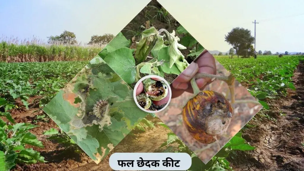 बैगन की खेती | Brinjal Farming | baigan ki kheti| Brinjal in hindi. 3 brinjal farming-fruit borer