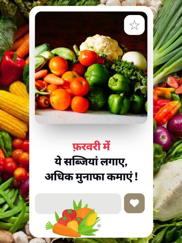 Read more about the article top vegetables in February month