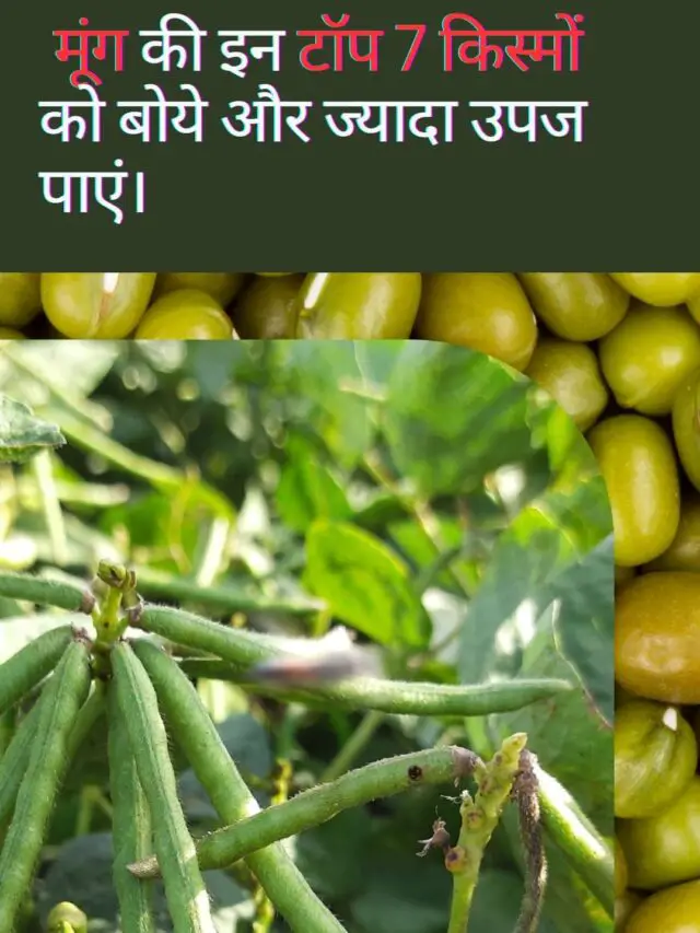 Top 5 high yielding varieties of moong