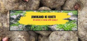Read more about the article Jimikand ki Kheti से कमाएं 3 लाख प्रति एकड़ !