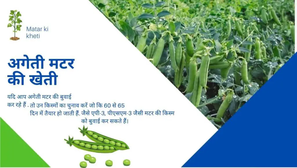 Matar ki kheti | Pea cultivation | मटर की खेती की संपूर्ण जानकारी | 3 matar ki kheti