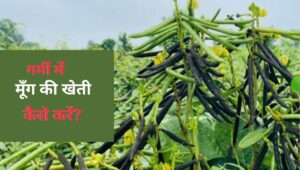 Read more about the article गर्मी में मूँग की खेती कैसे करें? Moong ki Kheti |Moong ki Top 5 Variety |