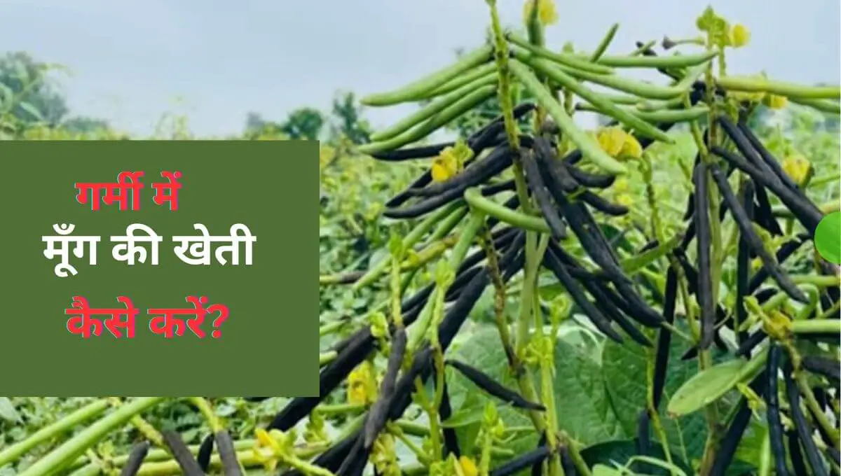 Read more about the article गर्मी में मूँग की खेती कैसे करें? Moong ki Kheti |Moong ki Top 5 Variety |