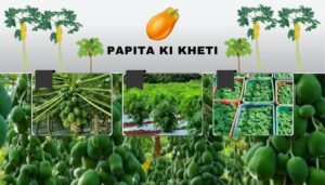 Read more about the article Papita Ki Kheti । पपीते की उन्नत वैज्ञानिक खेती !