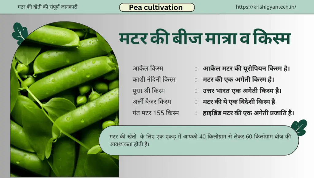 Matar ki kheti | Pea cultivation | मटर की खेती की संपूर्ण जानकारी | 1 pea cultivation