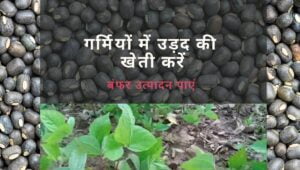 Read more about the article Garmi me urad ki kheti | गर्मियों में उड़द की खेती करें बंफर उत्पादन पाएं |