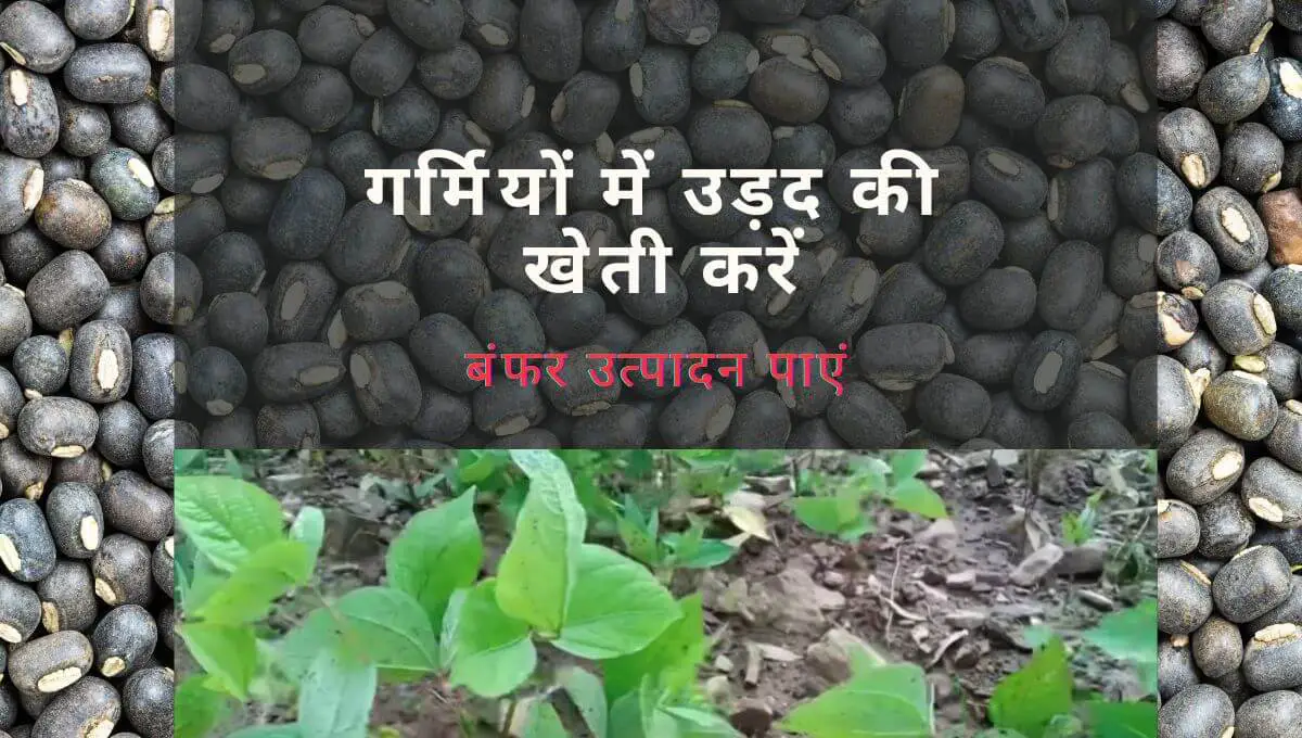 Read more about the article Garmi me urad ki kheti | गर्मियों में उड़द की खेती करें बंफर उत्पादन पाएं |