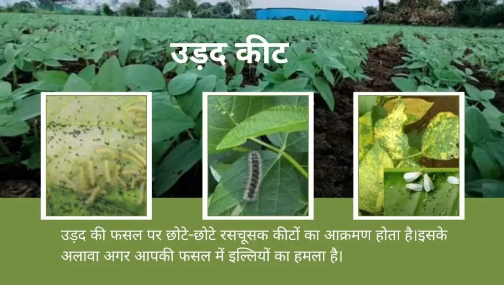 Garmi me urad ki kheti | गर्मियों में उड़द की खेती करें बंफर उत्पादन पाएं | 4 urad ki kheti