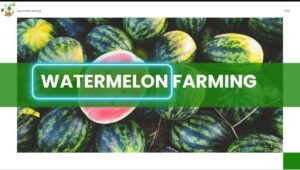 Read more about the article तरबूज की खेती | Watermelon Farming in hindi |