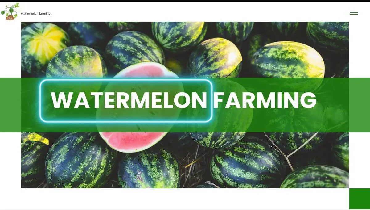 Read more about the article तरबूज की खेती | Watermelon Farming in hindi |