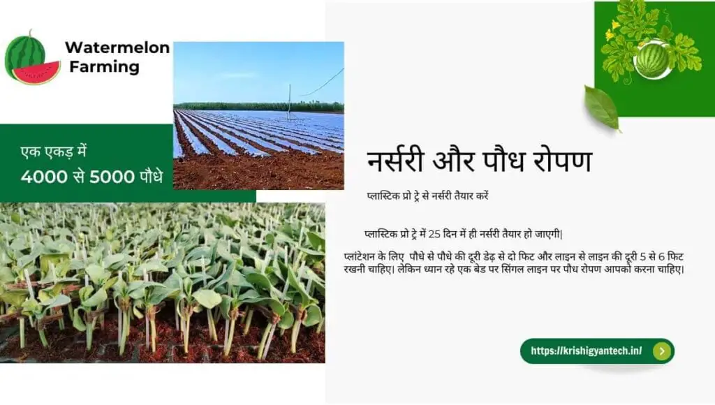 तरबूज की खेती | Watermelon Farming in hindi | 4 watermelon farming