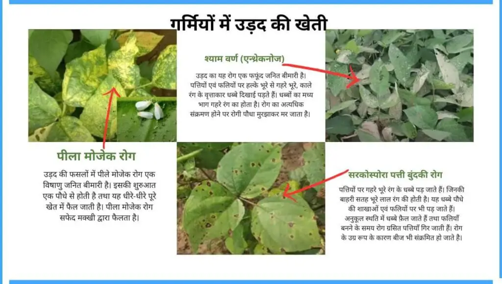 Garmi me urad ki kheti | गर्मियों में उड़द की खेती करें बंफर उत्पादन पाएं | 3 urad ki kheti