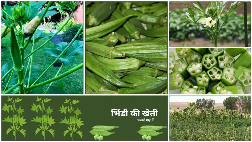 February Mein Konsi 5-6 Sabji lagayen! 3 भिंडी की खेती