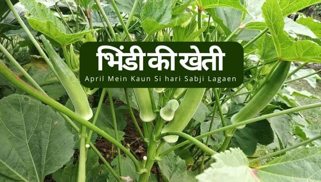 April Mein Kaun Si hari Sabji Lagaen.| अप्रैल माह में उगाई जाने वाली हरी सब्जियों की खेती | 4 April Mein Kaun Si hari Sabji Lagaen