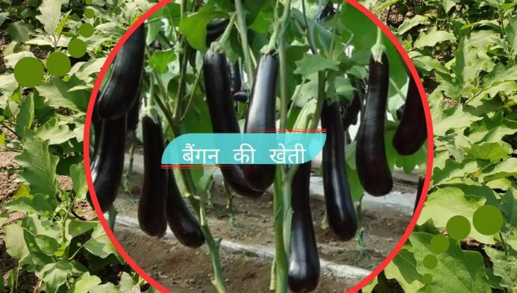 April Mein Kaun Si hari Sabji Lagaen.| अप्रैल माह में उगाई जाने वाली हरी सब्जियों की खेती | 3 April Mein Kaun Si hari Sabji Lagaen