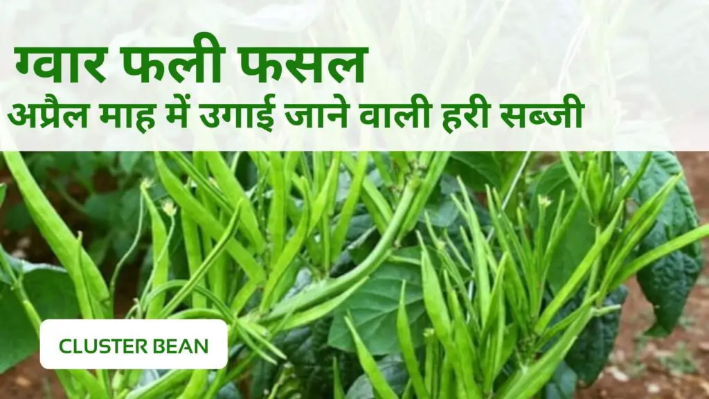 April Mein Kaun Si hari Sabji Lagaen.| अप्रैल माह में उगाई जाने वाली हरी सब्जियों की खेती | 1 April Mein Kaun Si hari Sabji Lagaen.