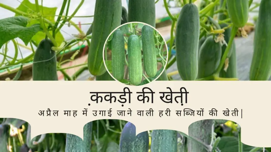 April Mein Kaun Si hari Sabji Lagaen.| अप्रैल माह में उगाई जाने वाली हरी सब्जियों की खेती | 2 April Mein Kaun Si hari Sabji Lagaen.
