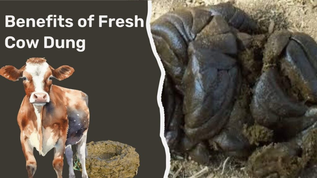 Benefits of Fresh Cow Dung 2024 in Hindi. | ताजा गोबर का कमाल! एक भी ...