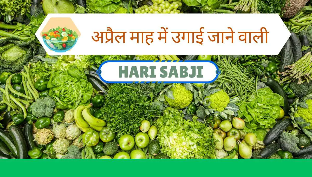 Read more about the article April Mein Kaun Si hari Sabji Lagaen.| अप्रैल माह में उगाई जाने वाली हरी सब्जियों की खेती |