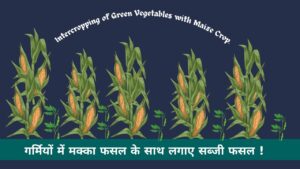 Read more about the article गर्मियों में मक्का फसल के साथ लगाए ये 5 हरी सब्जी। Intercropping of Green Vegetables with Maize Crop.