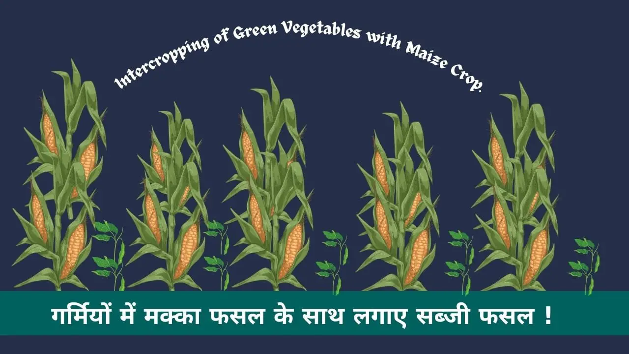 Read more about the article गर्मियों में मक्का फसल के साथ लगाए ये 5 हरी सब्जी। Intercropping of Green Vegetables with Maize Crop.