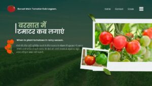 Read more about the article बरसात में टमाटर कब लगाएं | Barsat Mein Tamatar Kab Lagaen.