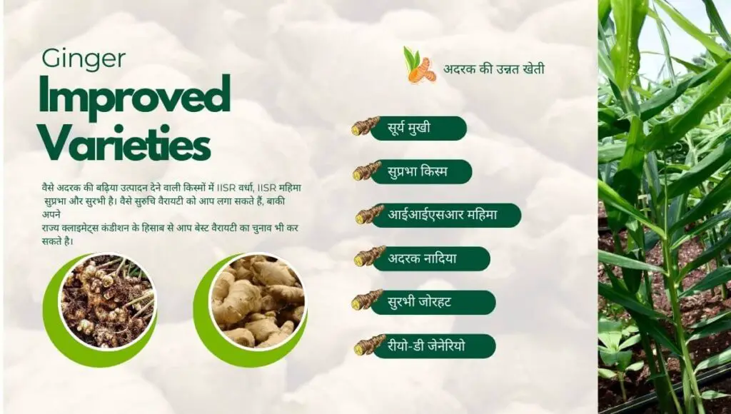 Improved Cultivation of Ginger। अदरक की उन्नत खेती। 2 Cultivation of Ginger