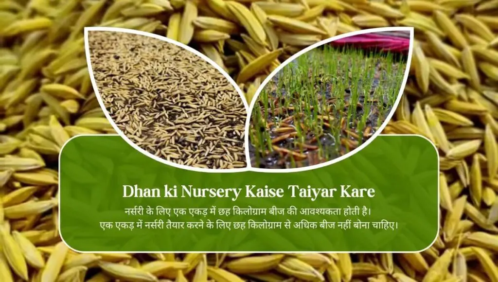 Dhan ki Nursery Kaise Taiyar Kare 