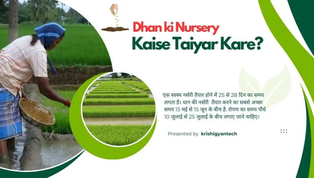 Dhan ki Nursery Kaise Taiyar Kare 