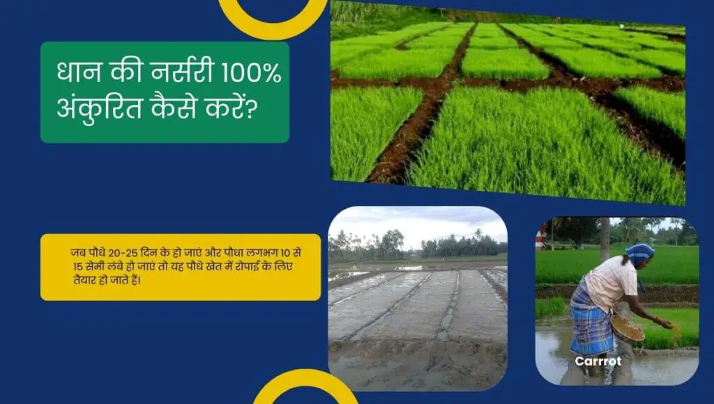 Dhan ki Nursery Kaise Taiyar Kare 