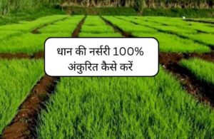 Read more about the article धान की नर्सरी 100% अंकुरित कैसे करें | Dhan ki Nursery Kaise Taiyar Kare.