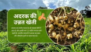 Read more about the article Improved Cultivation of Ginger। अदरक की उन्नत खेती।